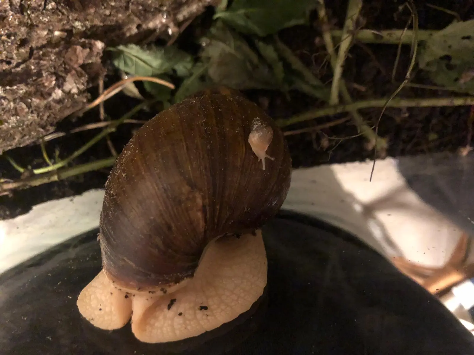 Schnecke