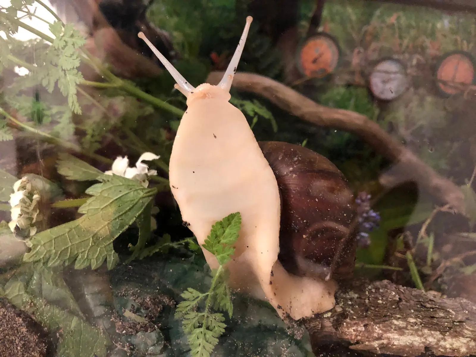 Schnecke an Scheibe